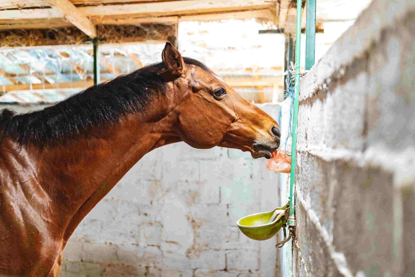 Salt Lick for Animals